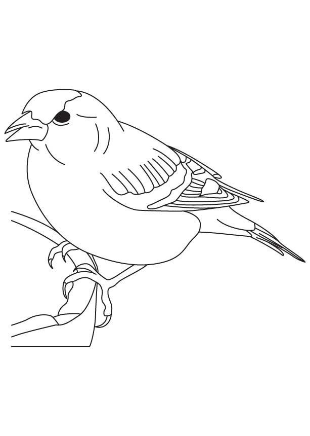 True finch bird coloring page | Download Free True finch bird 