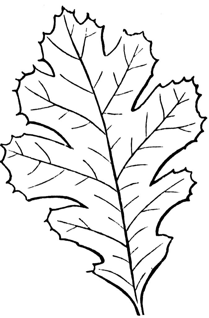 Lobed Leaf | ClipArt ETC