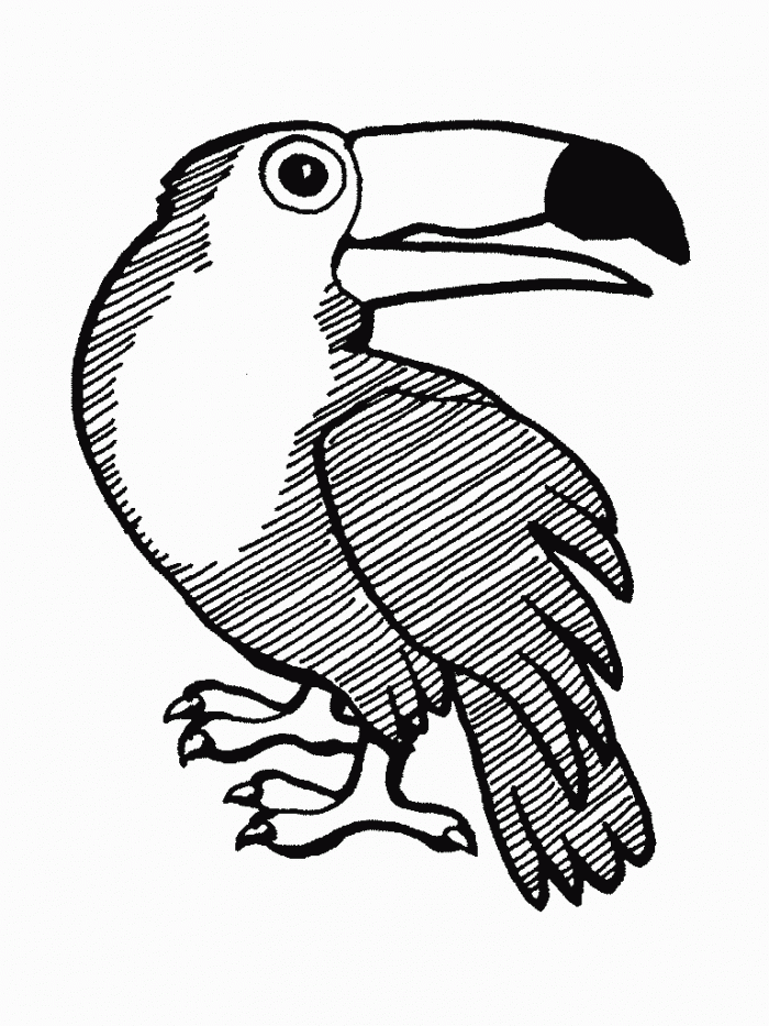 Toucan Coloring Pages | 99coloring.com