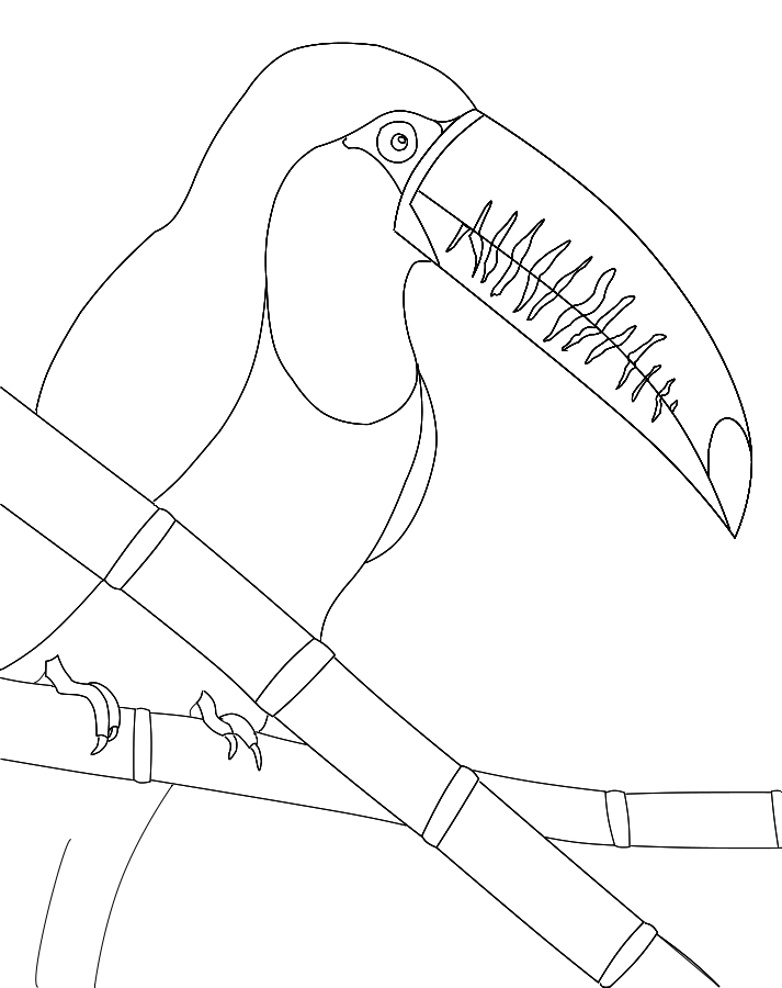 toucan lineart by real-live-lover on deviantART