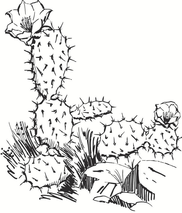 Coloring page Cactus - img 15696.