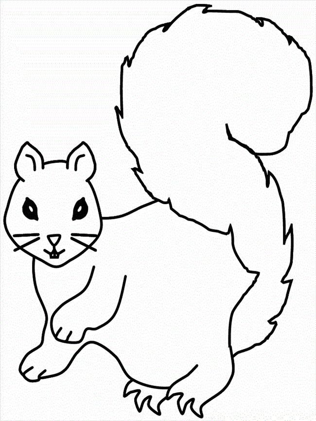Squirrels Colouring Pages