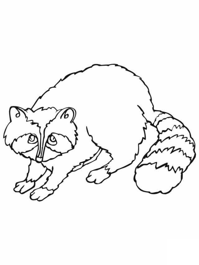 Raccoon coloring pages to print for kids | Coloring Pages