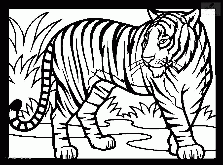 1001 COLORINGPAGES : Animals >> Tiger >> Tiger Coloring Page