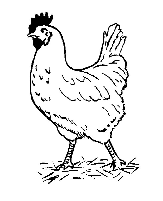 Chicken Coloring Sheet Coloring Home