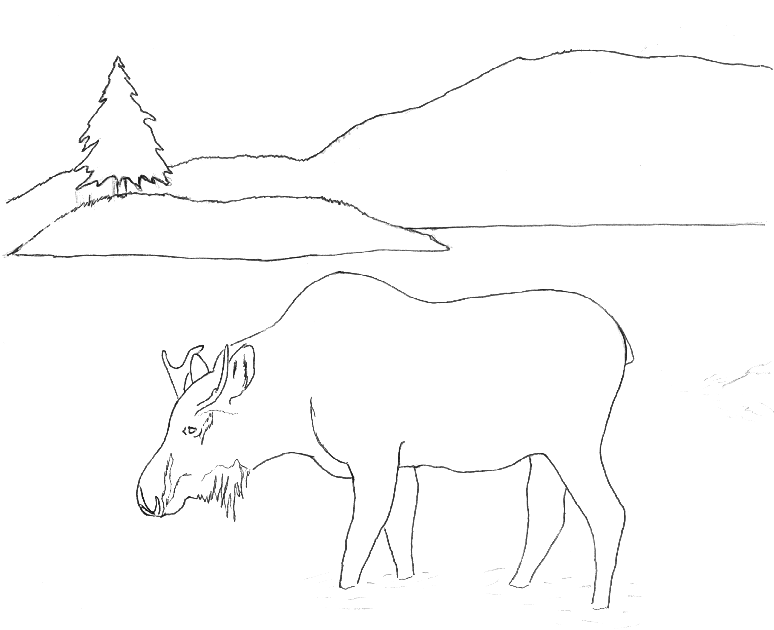 Moose Coloring Pages For Kids - Coloring Home
