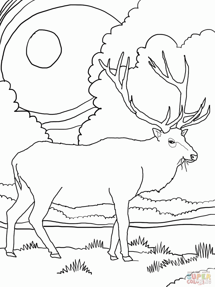 Rocky Mountain Elk | Coloring Pages