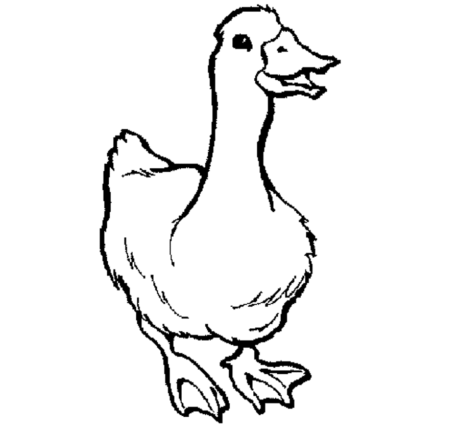 Download Printable Animal Coloring Pages Goose Or Print Printable 