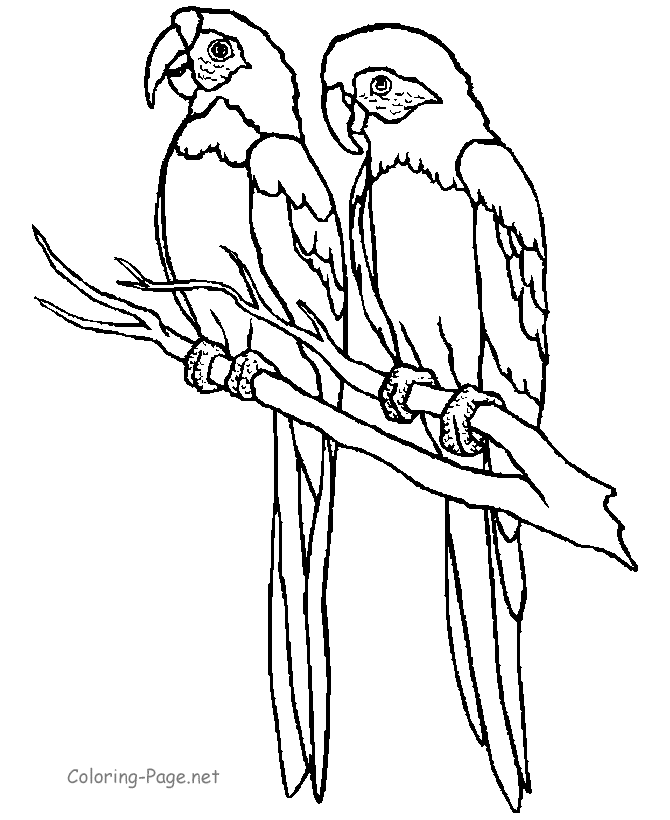 macaw parrot Colouring Pages