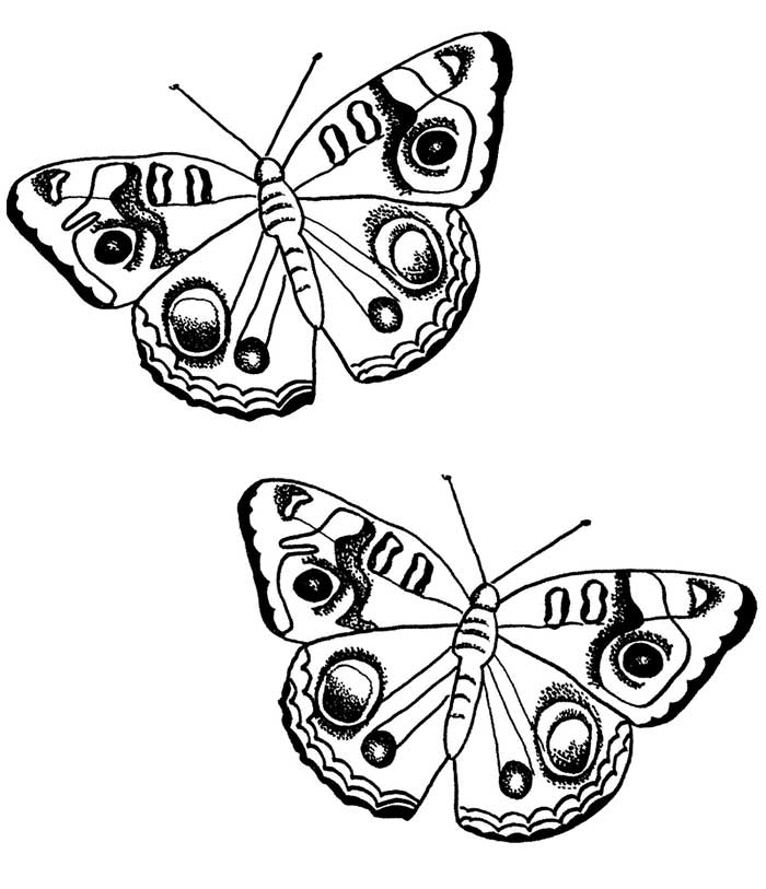 two-butterflies-coloring-pages: two-butterflies-coloring-pages 