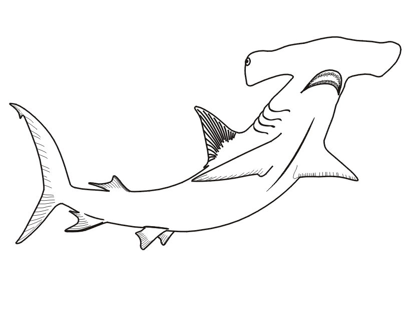 Hammerhead Shark coloring page - Hammerhead Shark free printable ...