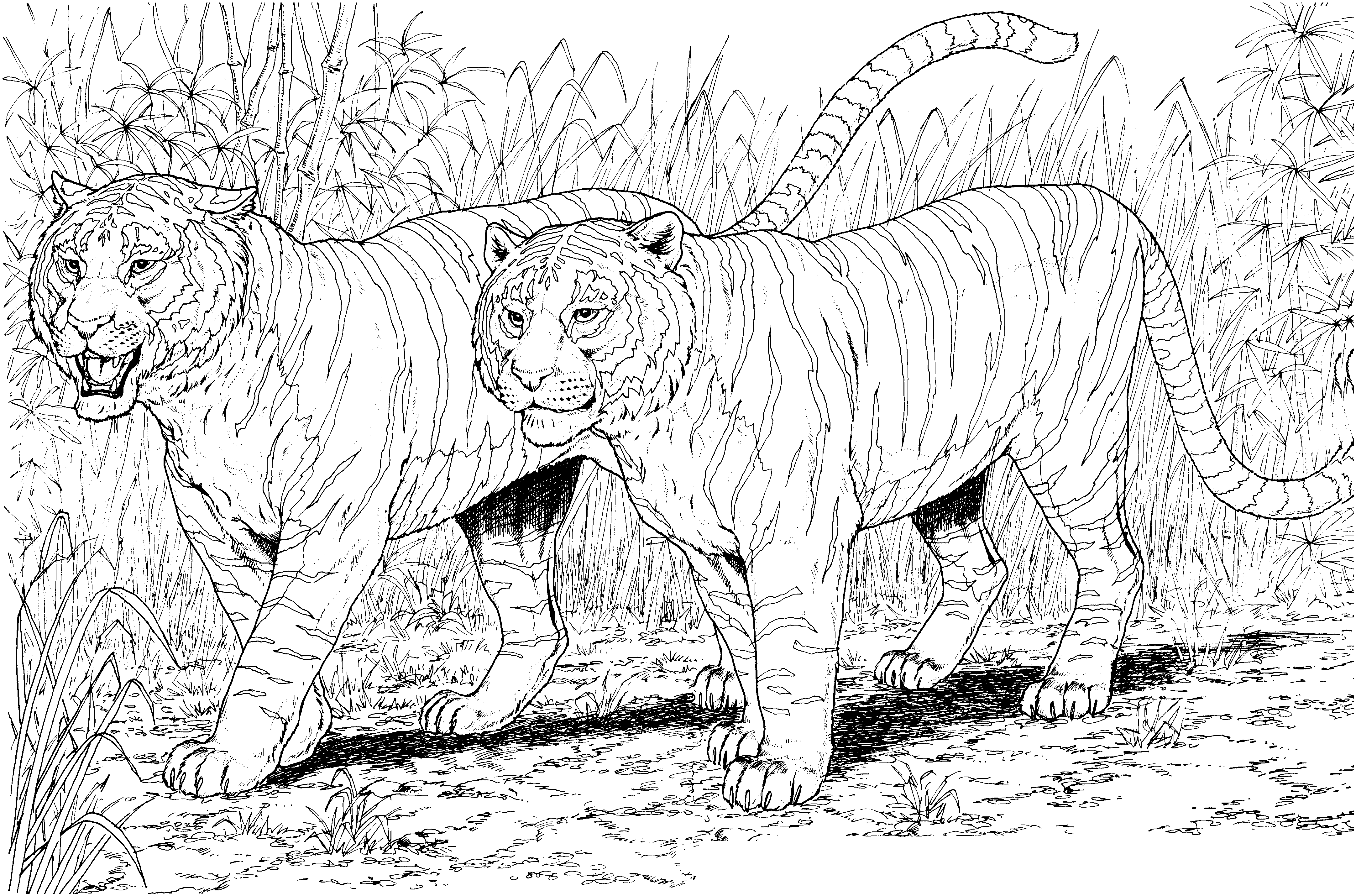Free Coloring Pages Wild Cats - High Quality Coloring Pages