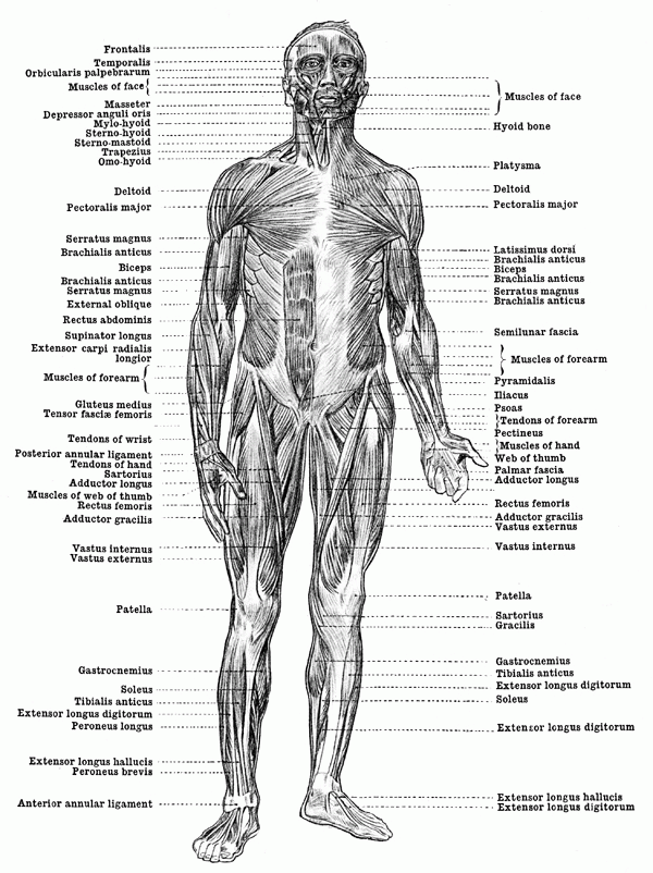Free Muscle Anatomy Coloring Pages - High Quality Coloring Pages