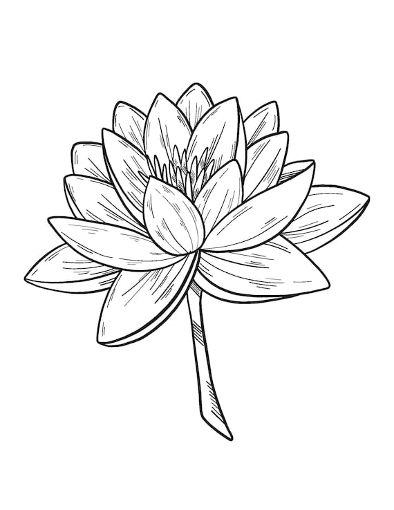 Lily Coloring Book Flower Coloring Pages Adult Coloring - Etsy Israel