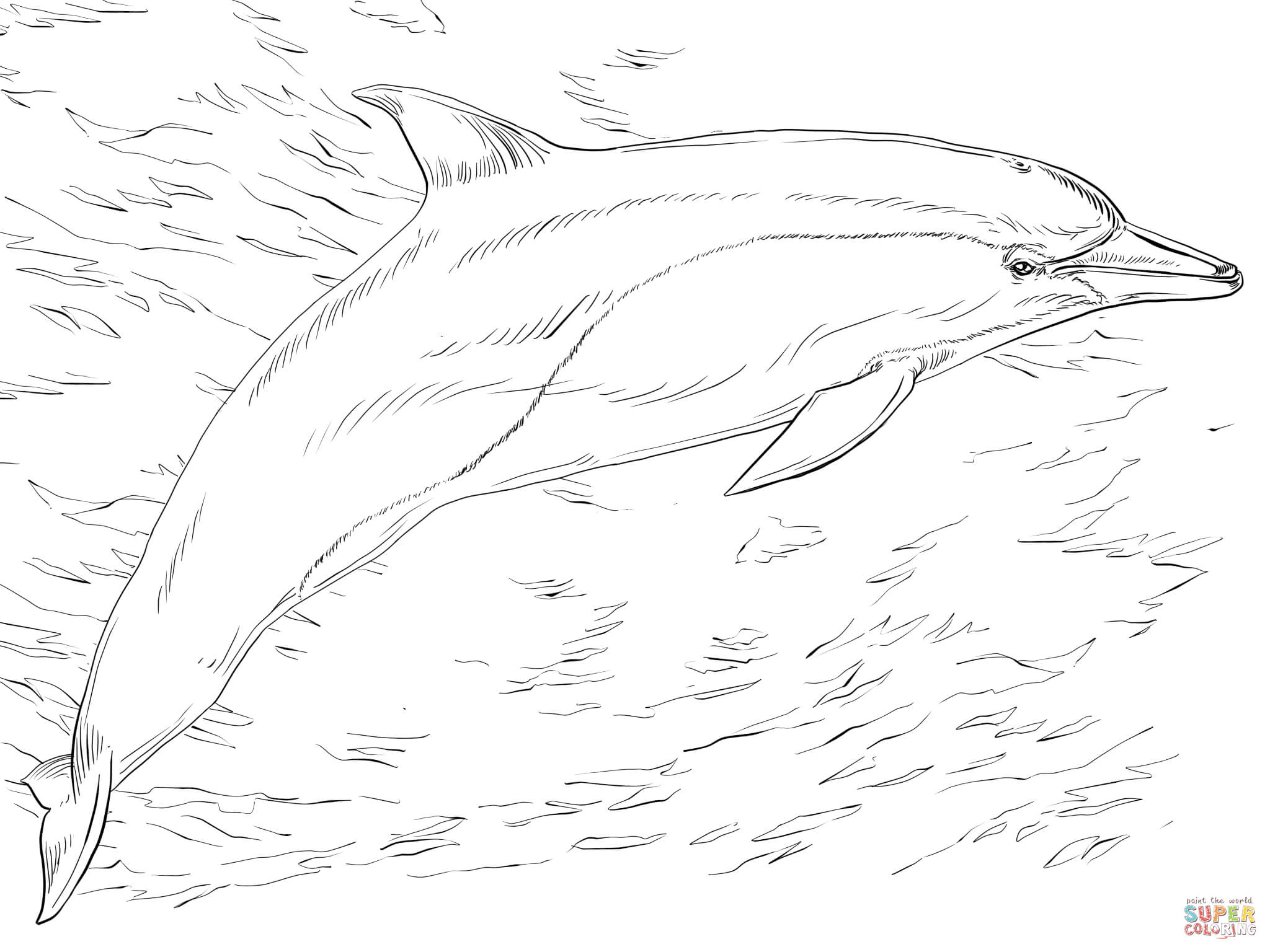 Common Dolphin coloring page | Free Printable Coloring Pages