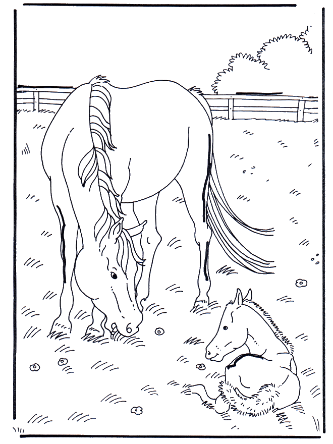Coloring Pages Of Foals Coloring Pages