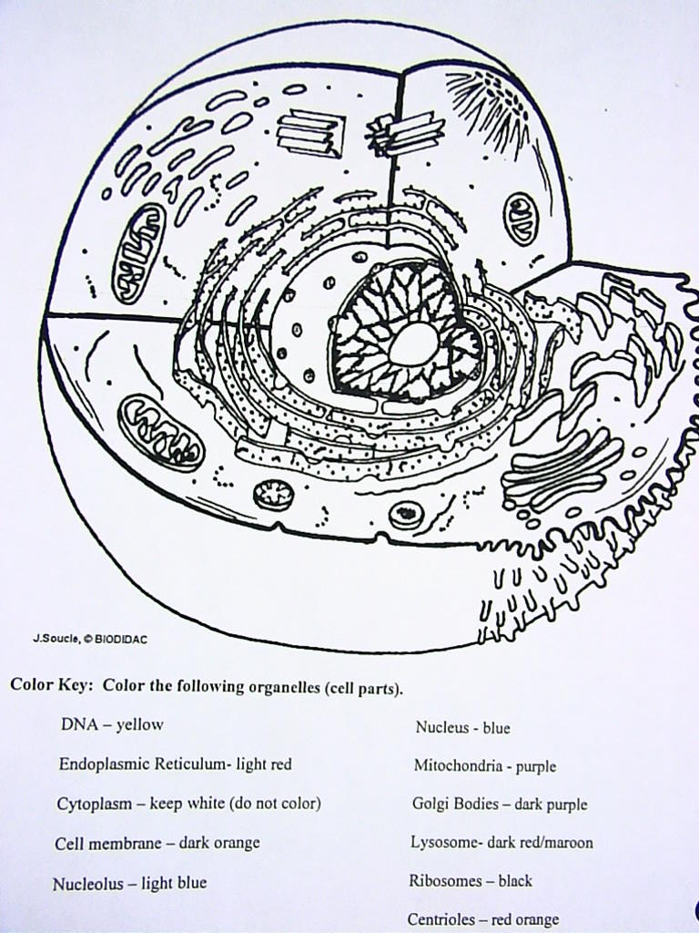 Free coloring pages of cell structure