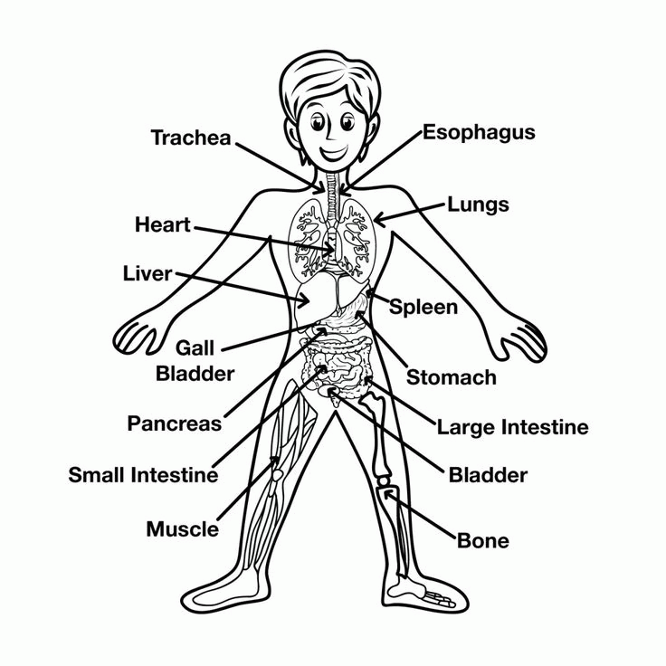 Human Body Coloring Page For Kids
