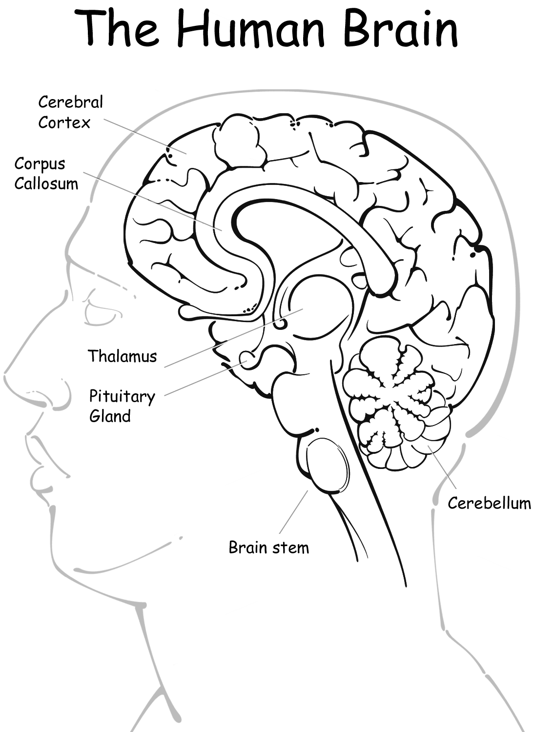 Brain Anatomy Coloring Page - Coloring Home