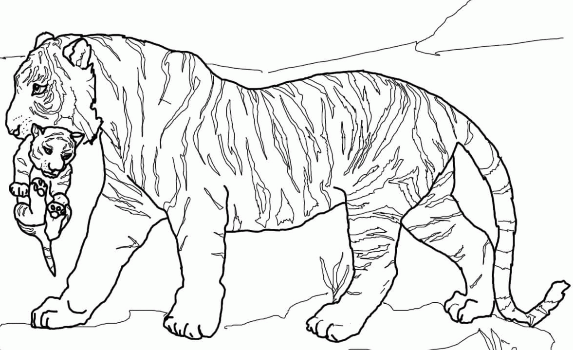 Tiger And Lion Coloring Pages - Colour lion tiger eagle elephant animal