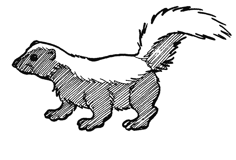 Skunk Coloring Page: Skunk Coloring Pages Pictures 9 , Coloring ...