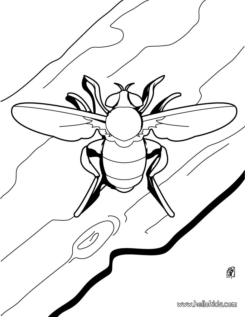 INSECT coloring pages - 30 free Insects and Bugs coloring ...