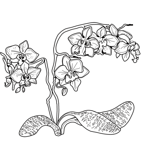 Orchid coloring page | Free Printable Coloring Pages