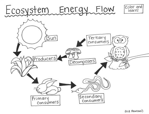 Ecosystem Energy Flow Printable Coloring Page - Educational & Teaching —  hBARSCI