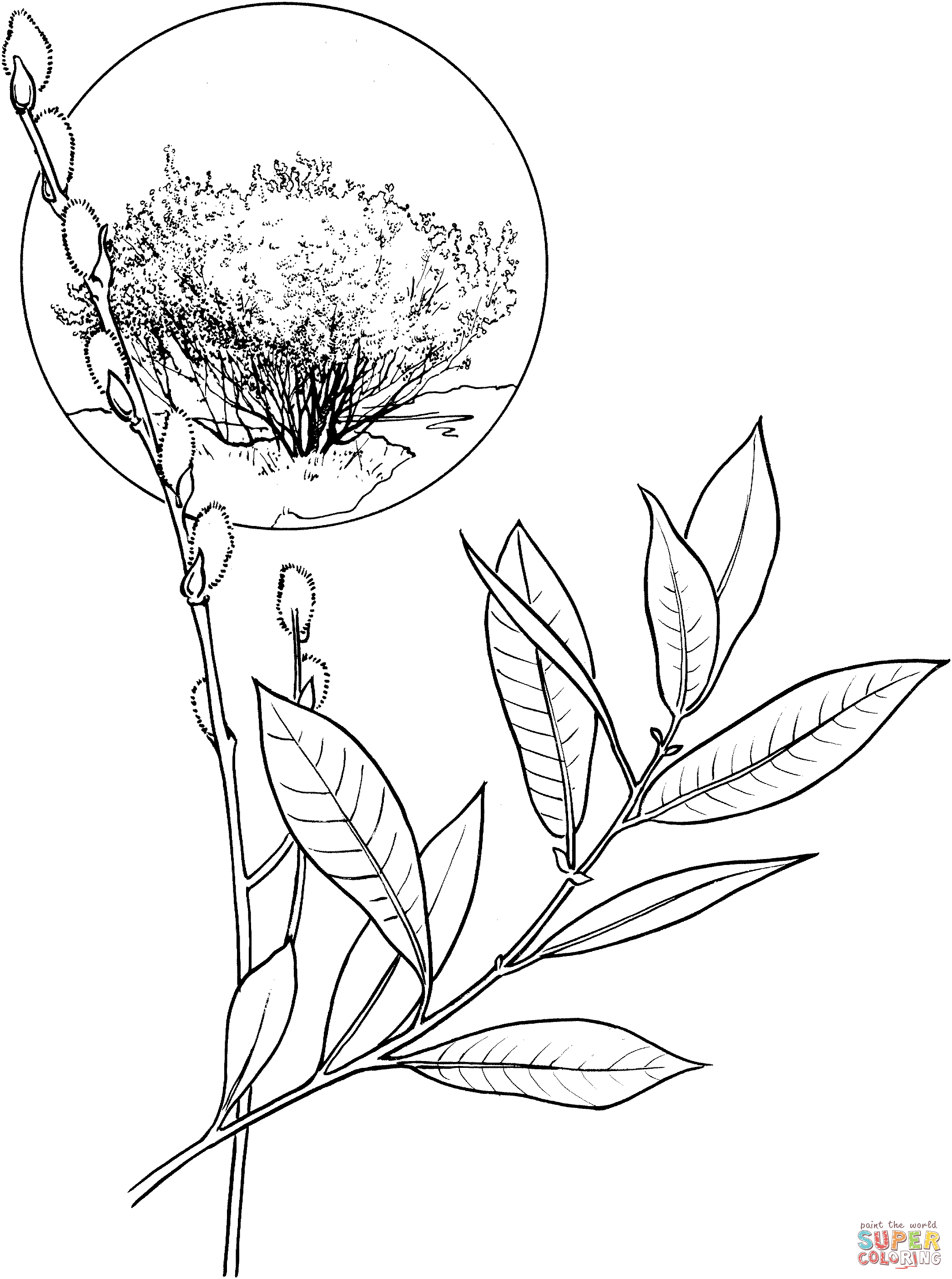 American Willow Tree coloring page | Free Printable Coloring Pages