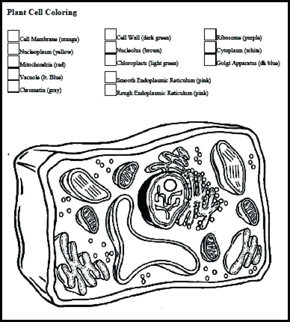 Animal And Plant Cell Coloring Pages Coloring Home