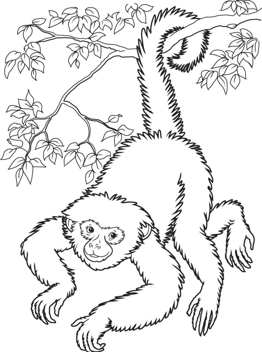 Monkey Coloring Book Page   Coloring Home