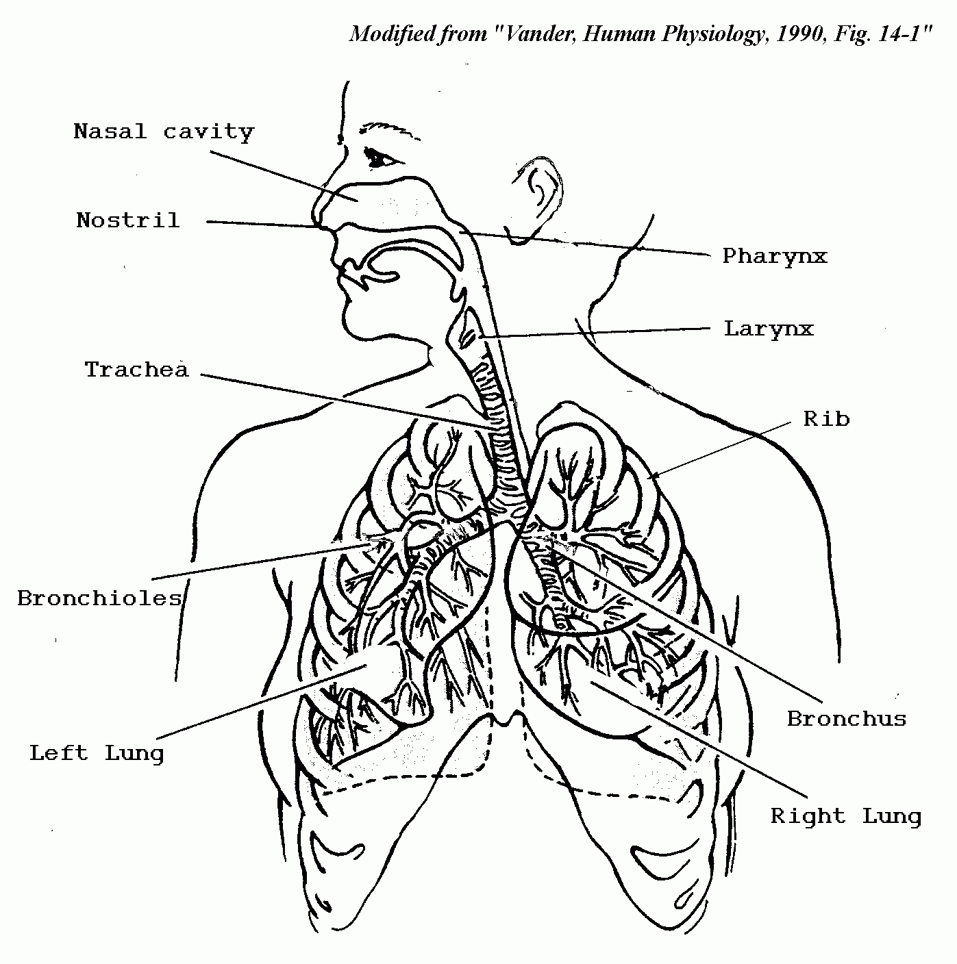 Circulatory System Drawing Easy - Human Anatomy Diagram