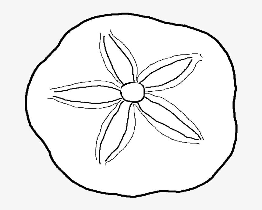 Sand Dollar Drawing - Sand Dollar Coloring Pages, HD Png Download - kindpng