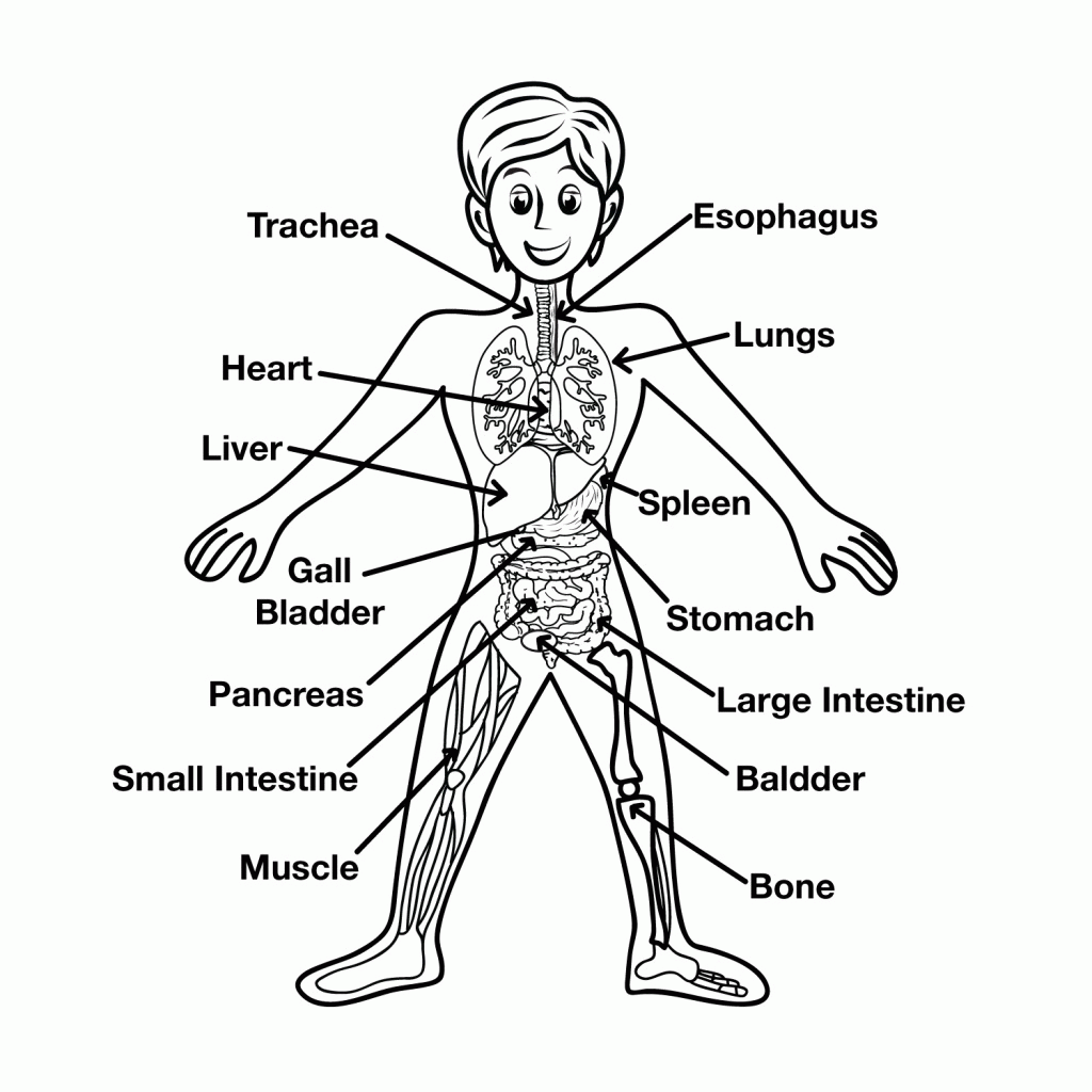 Anatomy Coloring Pages For Kids Coloring Home