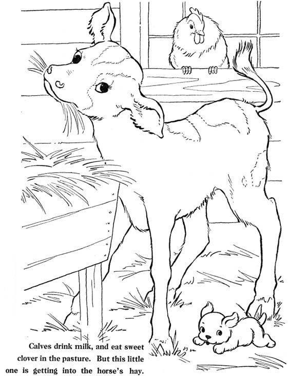 Farm Life Coloring Pages Animal At Barn : Bulk Color