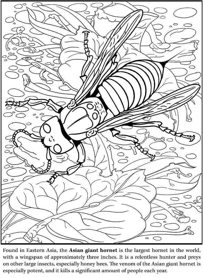 Hornet | Animal coloring pages, Dover coloring pages, Coloring books