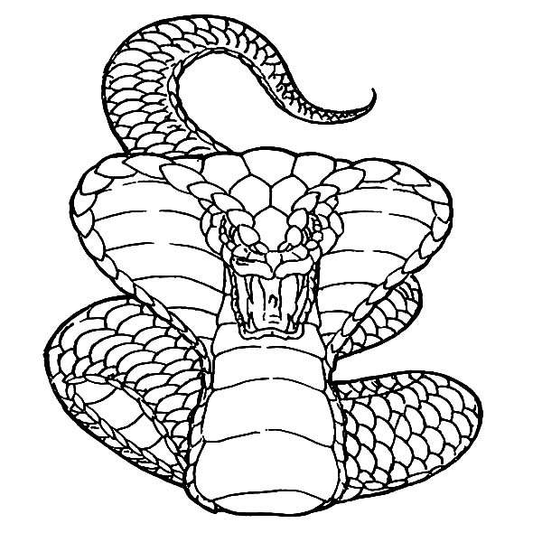 King Cobra Deadly Attack Coloring Pages : Kids Play Color | Snake drawing,  Snake coloring pages, Animal coloring pages