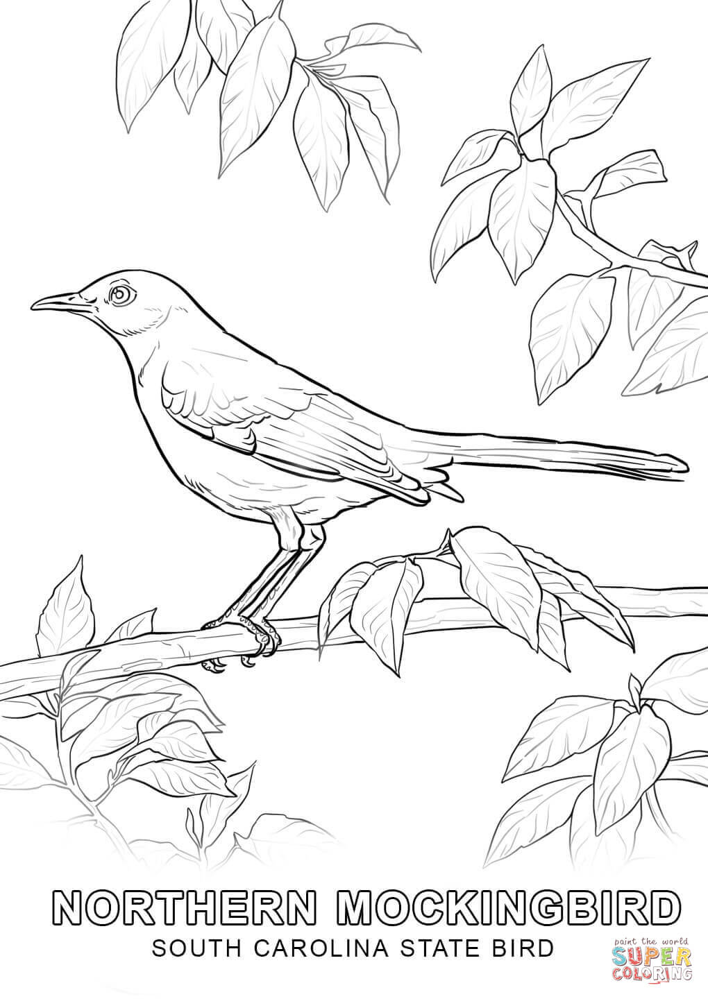 South Carolina State Bird coloring page | Free Printable Coloring Pages