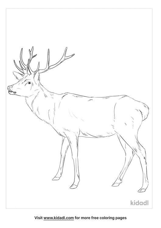 Caspian Red Deer Coloring Pages | Free Animals Coloring Pages | Kidadl