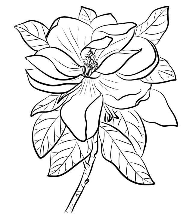 Magnolia Coloring Page - Free Printable Coloring Pages for Kids