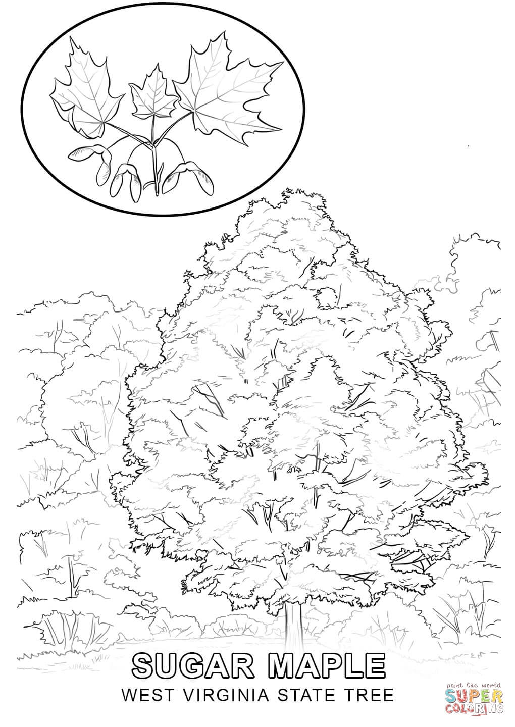 West Virginia State Tree coloring page | Free Printable Coloring Pages