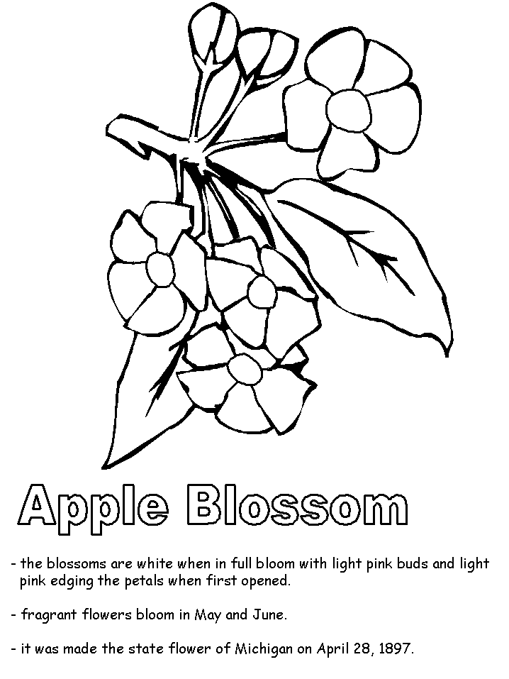 Apple Blossom Coloring Page Coloring Home