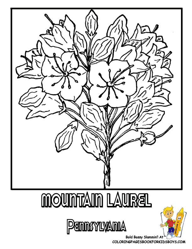 Pennsylvania State Flower Coloring Page | Mountain Laurel | USA ...