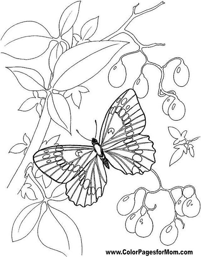 Butterfly Coloring Page 60 | Butterfly coloring page, Coloring pages,  Animal coloring pages
