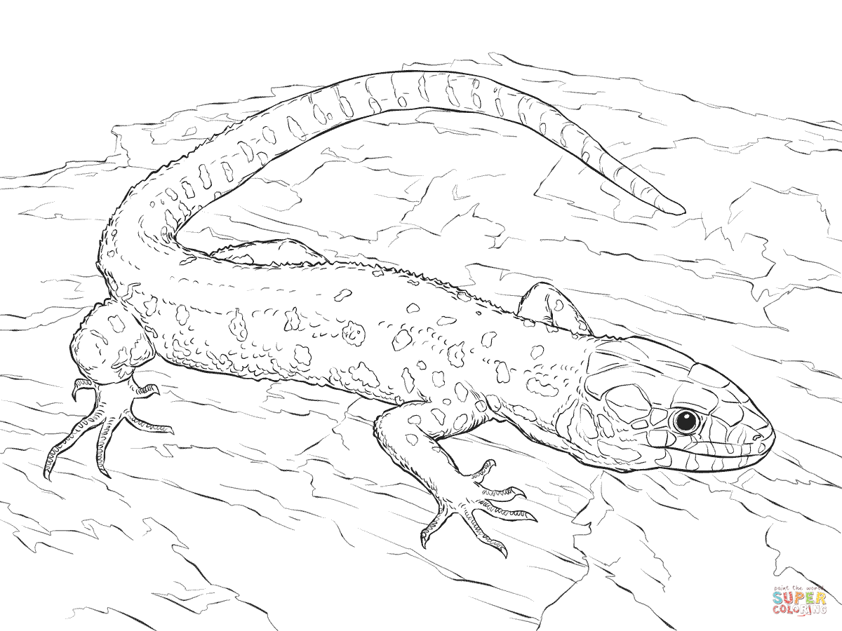 Lizards coloring pages | Free Coloring Pages