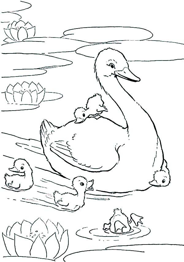 Swans Coloring Pages Coloring Home