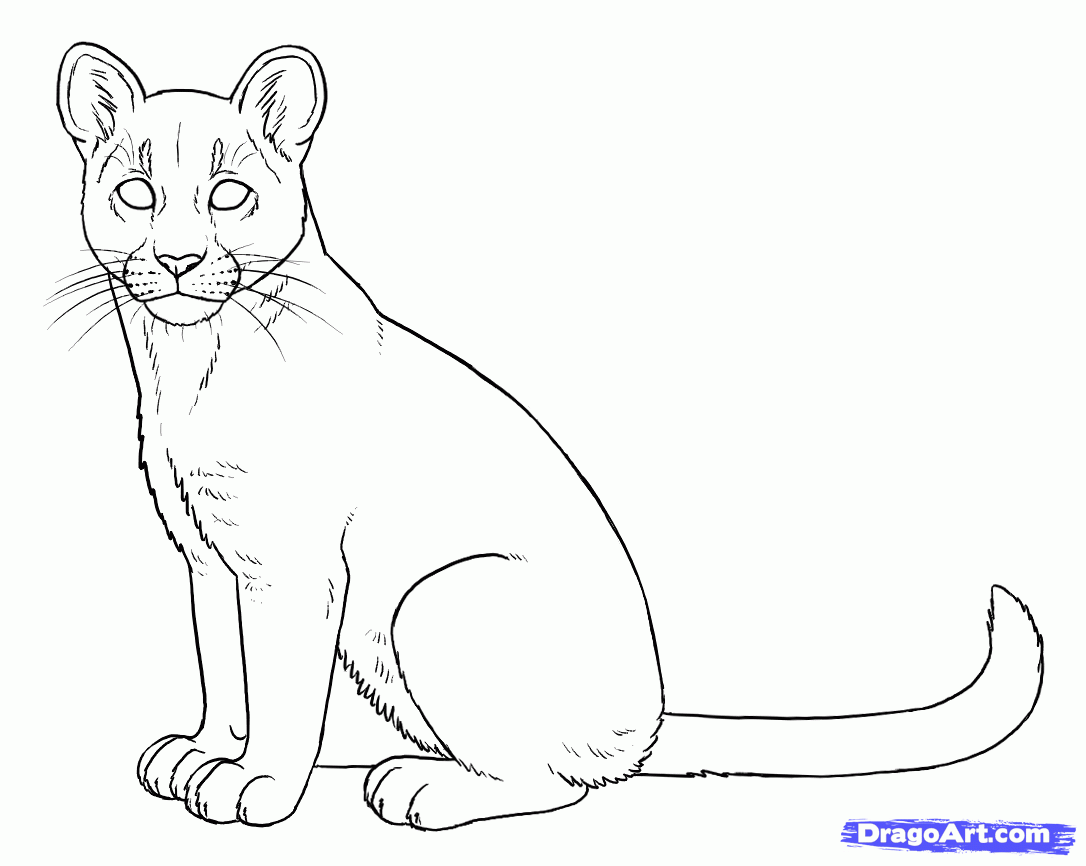 puma coloring page - Google Search | Art, Drawings, Line drawing