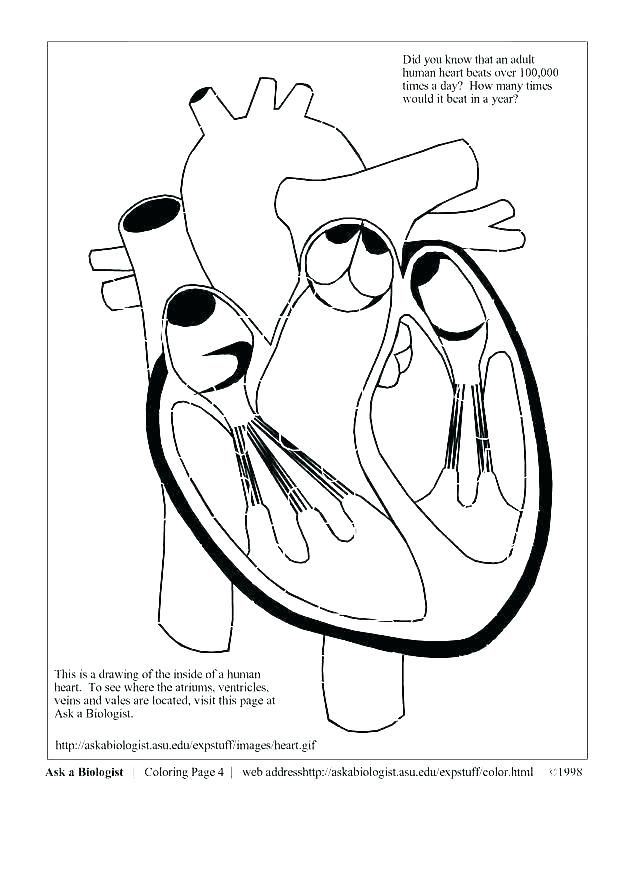 Vein Image Coloring Page