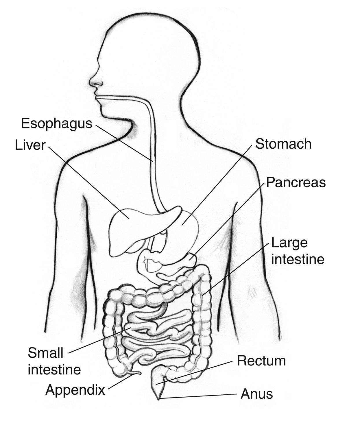 Digestive System Coloring Page - AZ Coloring Pages | Digestive system,  Microscopic colitis, Human digestive system