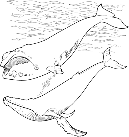 Right Whale and Humpback Whale In The Ocean coloring page | Free Printable Coloring  Pages